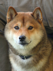 Image showing The Shiba dog 