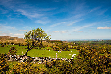 Image showing On the pasture in Dartmoor