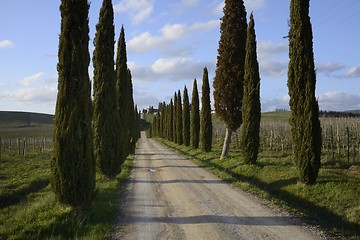 Image showing Cypresses