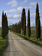 Image showing Cypresses