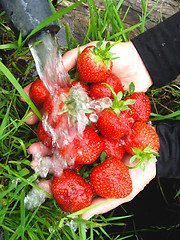 Image showing the washing of the fresh strawberry