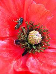 Image showing  beautiful flower of red poppy and bee