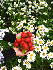 Image showing Palms full of strawberries above the cha