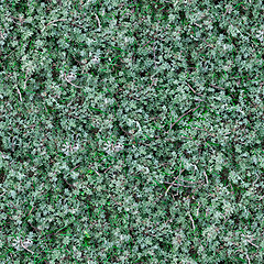 Image showing Seamless Texture of Sage-Brush.