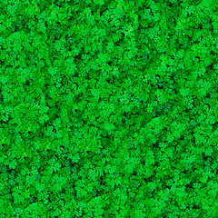 Image showing Seamless Texture. Grass.