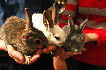 Image showing brood of three rabbits in the hands