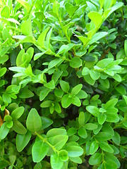 Image showing green background from leaves of a plant