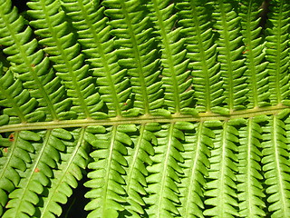 Image showing Fine pattern from leaves of fern