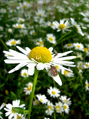 Image showing little beetle on the white beautiful chamomile