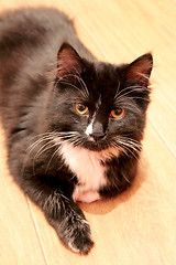 Image showing black cat lying on the floor