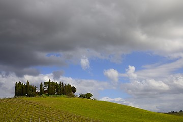 Image showing Tuscany vineyard