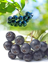 Image showing Black choke berry