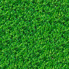 Image showing Seamless Texture. Green Meadow Grass.