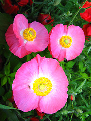 Image showing  beautiful flowers of pink poppy