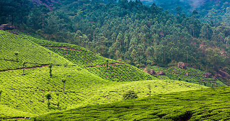 Image showing Tea plantations in India