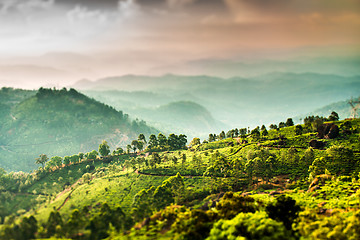 Image showing Tea plantations in India (tilt shift lens)