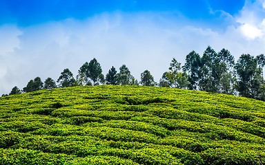 Image showing Tea plantations in India