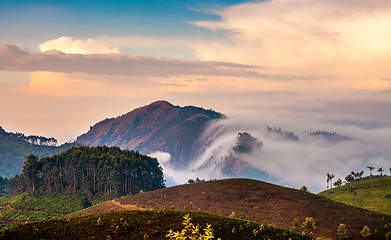 Image showing Tea plantations in India