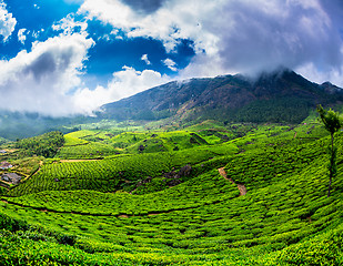 Image showing Tea plantations in India