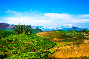 Image showing Tea plantations in India