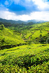 Image showing Tea plantations in India