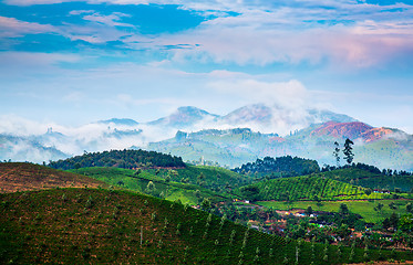 Image showing Tea plantations in India