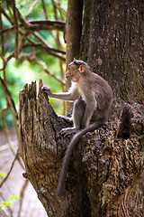 Image showing monkey - Macacus mulatta