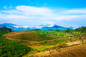 Image showing Tea plantations in India