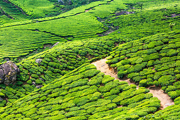 Image showing Tea plantations in India