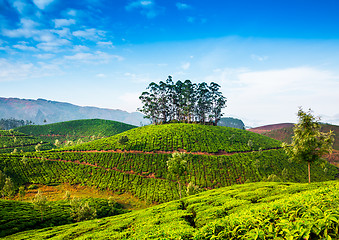 Image showing Tea plantations in India