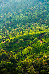 Image showing Tea plantations in India