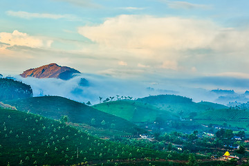 Image showing Tea plantations in India