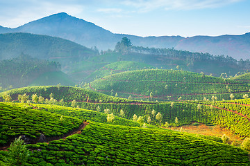 Image showing Tea plantations in India