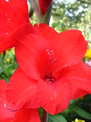 Image showing beautiful flower of gladiolus