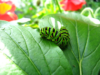 Image showing Caterpillar of the butterfly  machaon on the leaf