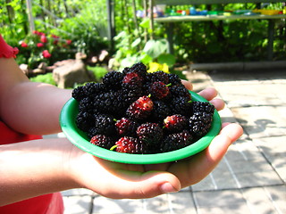 Image showing ripe berries of a mulberry on a plate