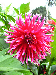 Image showing beautiful flower of Dahlia