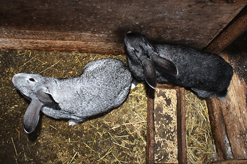 Image showing two grey rabbits in cell