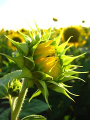 Image showing eautiful green sunflower in the field