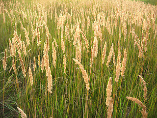 Image showing Thrickets of high green grass