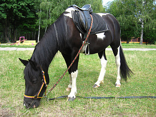 Image showing black and white pony with a saddle