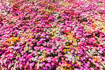 Image showing Flower bed of sunlit livingstone daisies