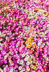 Image showing Flower bed of sunlit livingstone daisies