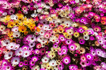 Image showing Flower bed of sunlit livingstone daisies