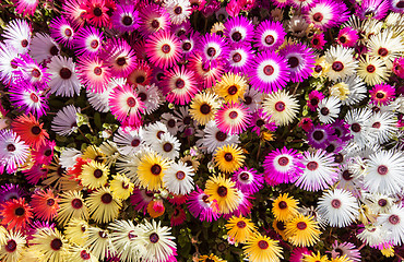 Image showing Flower bed of sunlit livingstone daisies