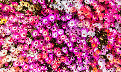 Image showing Flower bed of sunlit livingstone daisies