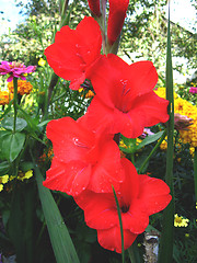 Image showing beautiful flower of gladiolus