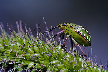 Image showing  fly   Heteroptera pentatomidae palomena