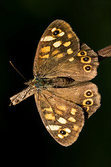 Image showing on a brown branch in the bush