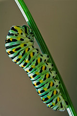 Image showing wild caterpillar    on a green fennel 
